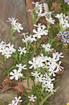 Sticky catchfly